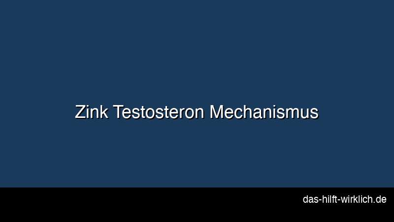 Zink Testosteron Mechanismus Aromatase LH Leydig Zellen
